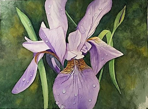 Lavender Iris
