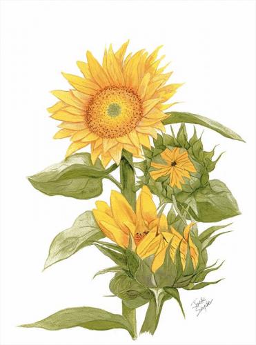 Sally's Sunflowers